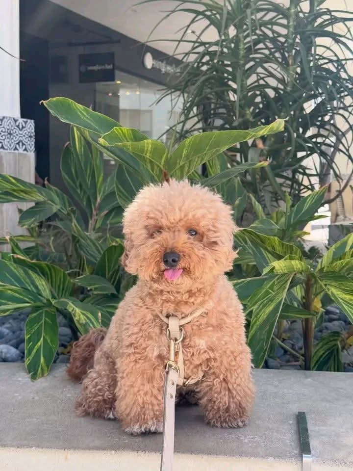 Toy Poodle puppy