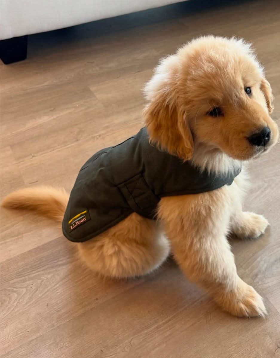 Golden Retriever puppy