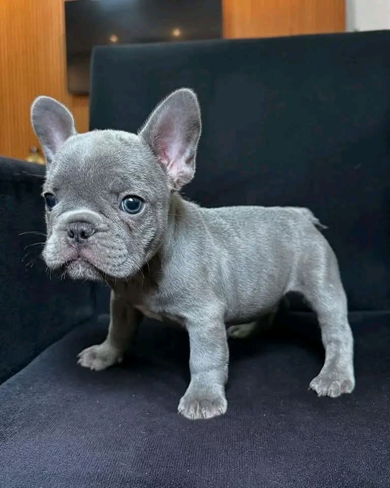 French Bulldog puppy